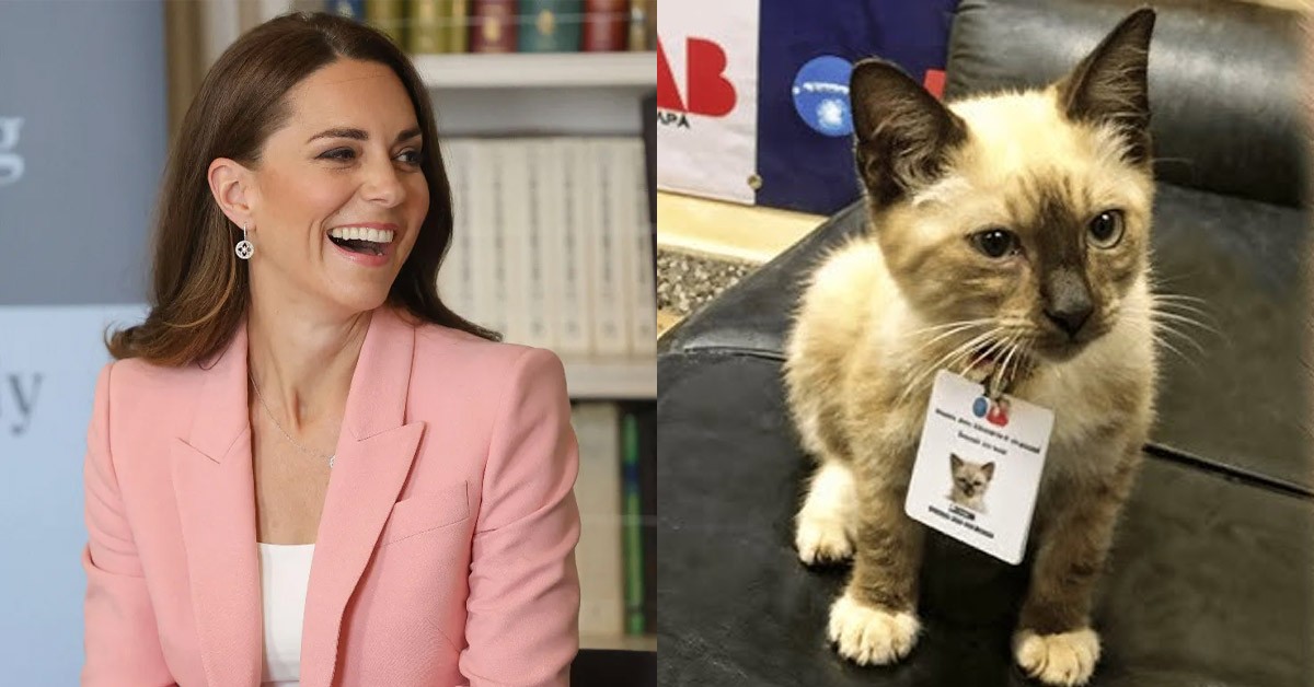 The stray kitten snuck into Princess Catherine's office one rainy day and finally got a job