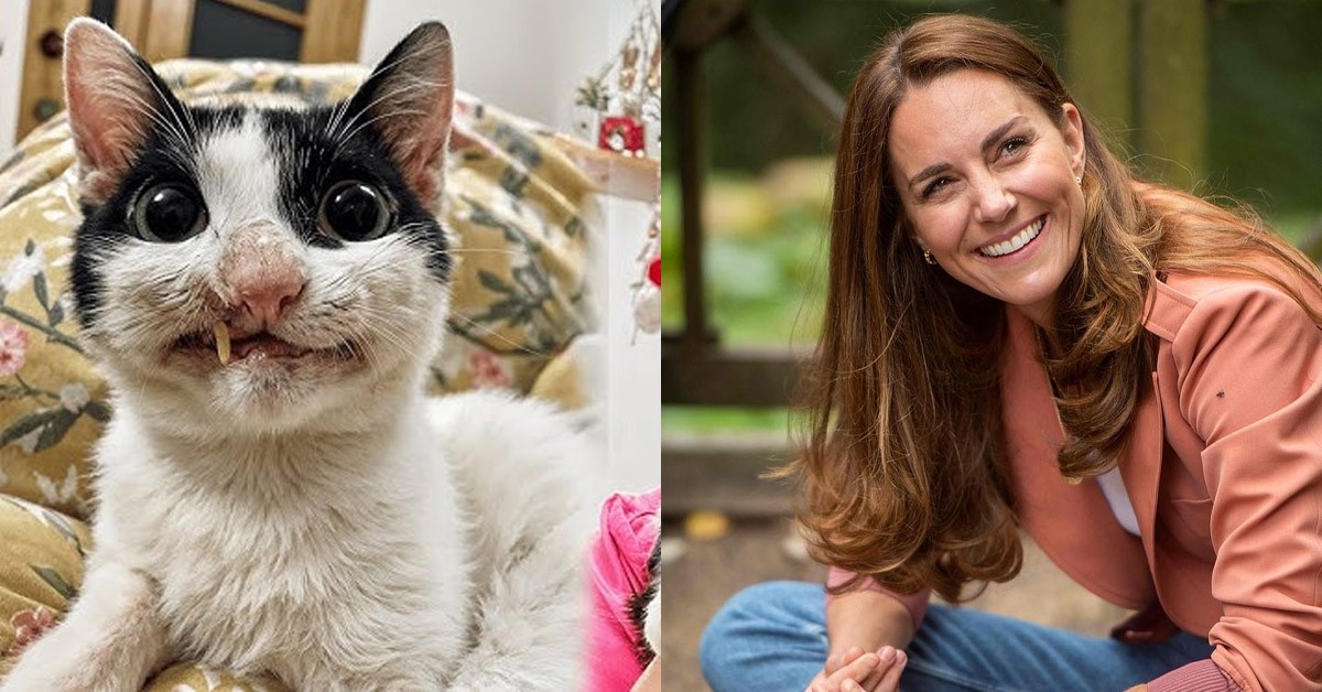 No one wanted to adopt this "ugly" stray cat, but one day a miracle happened when he met Princess Catherine