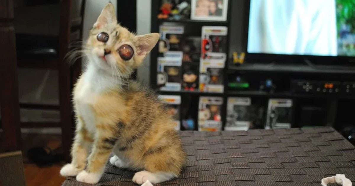 Abandoned Kitten omi overcomes adversity to find a loving home